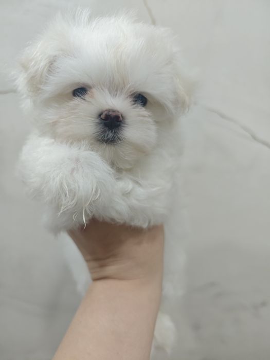 Продам щенков мальтезе