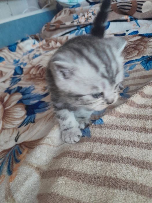 Продам  чистокровных Британцев