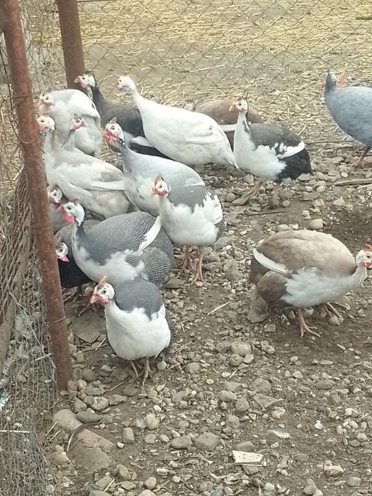 Bibilici femele și masculi de vânzare