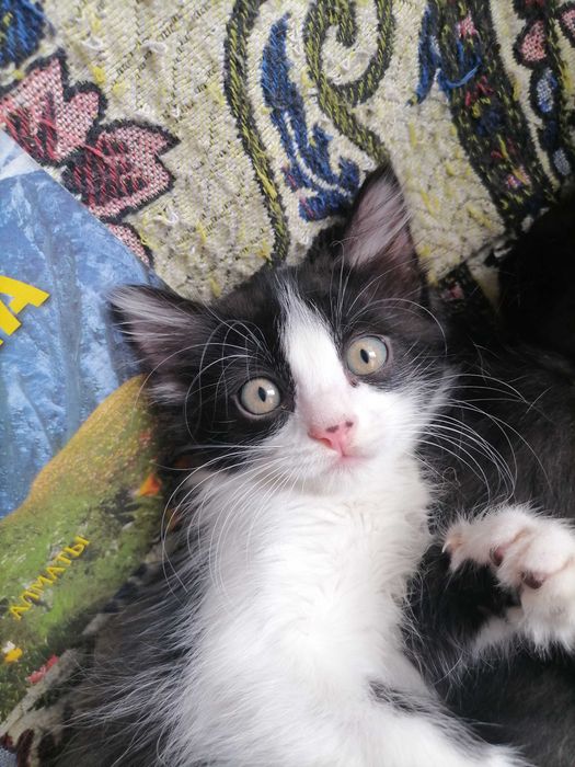 Замурррчательные котята ^. ^