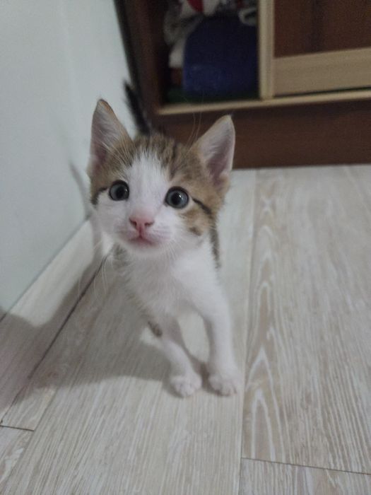 отдаем котят в добрые руки