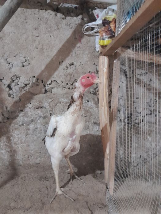 Сотилади тухумда