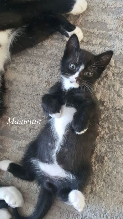 Отдам даром котят