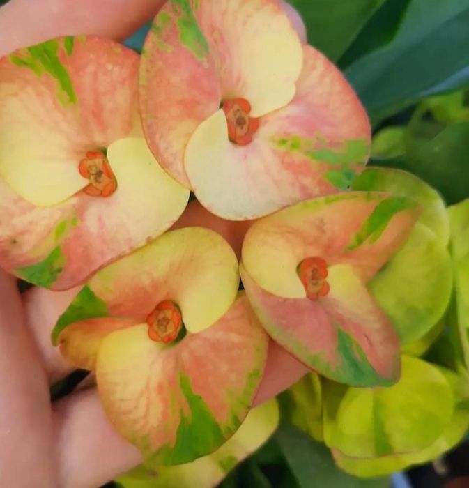 Цветы комнатные разные