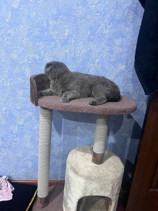 Скотиш фолд 1год девочка,со всеми пренодлежлестями!