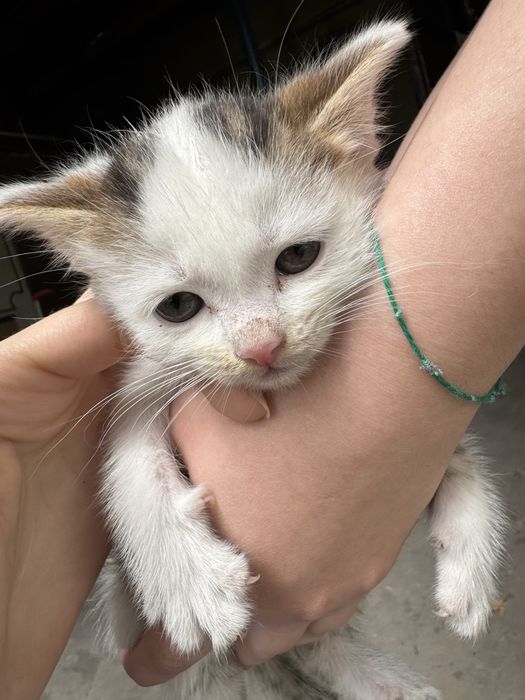 Отдаем котят в добрые руки