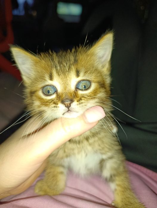 Отдам котят 1,5 месяцев