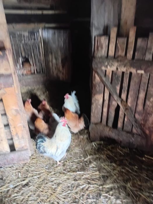 Продам петухов взрослый