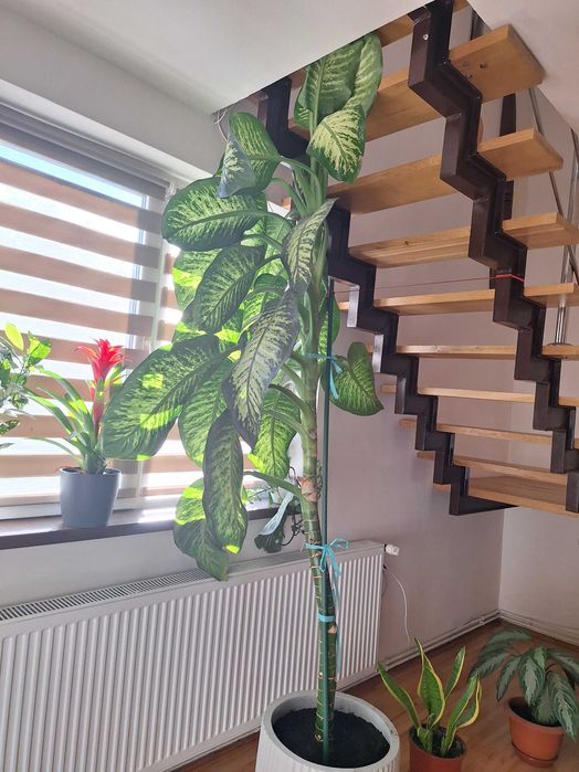 Vand Dieffenbachia uriasa peste 2,5m