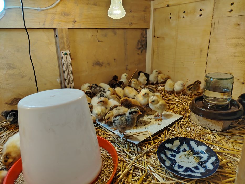 Mesni joʻjalar sotiladi