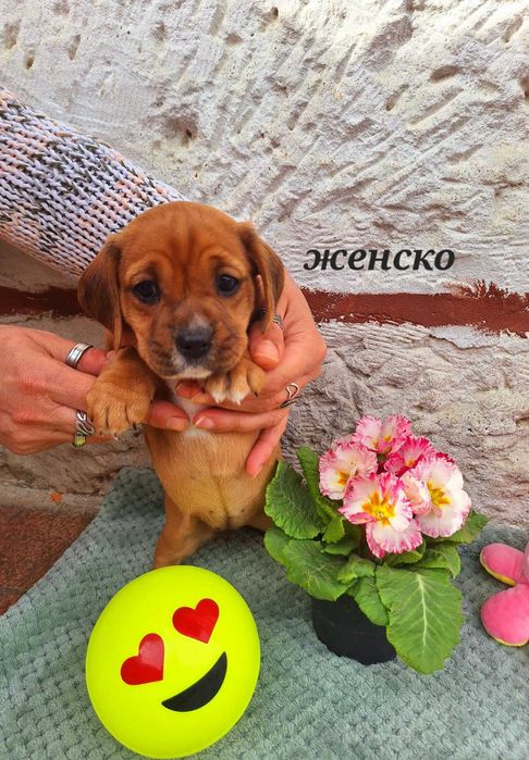 Малки сладки кокерчета