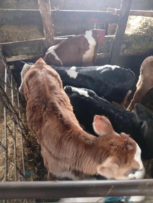 De vânzare tăurași