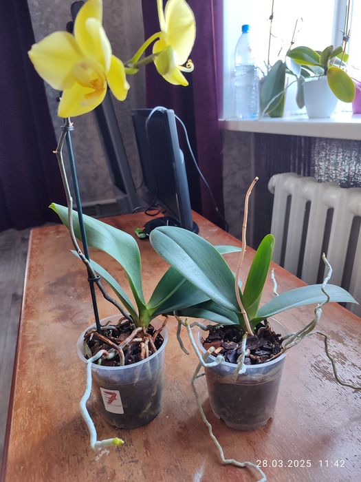 Продам орхидеи..