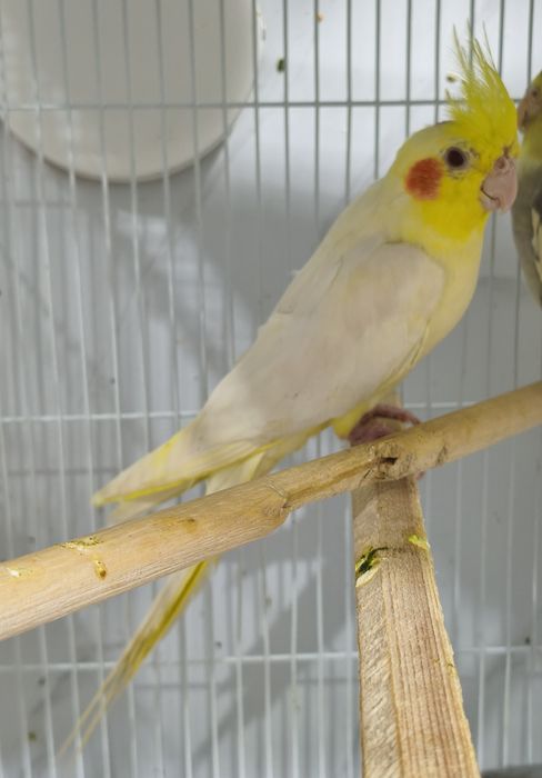 Сформированная пара корелл