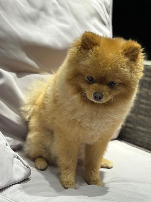 Для вязки шпиц померанский