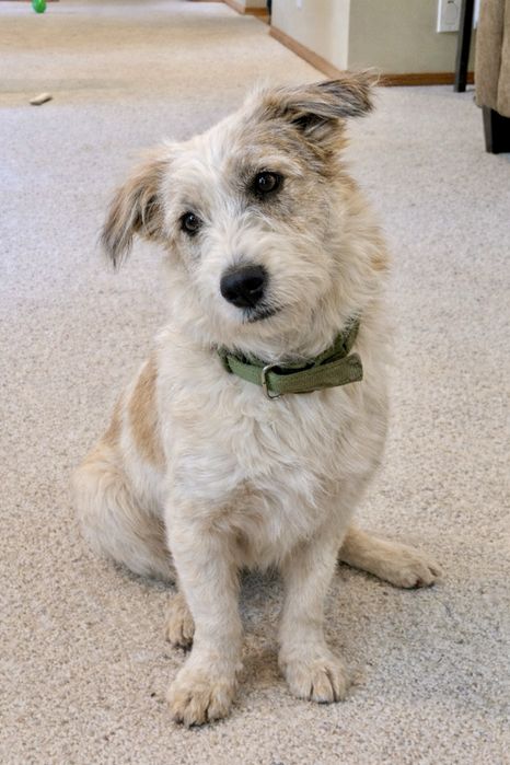 Собака Майя — идеальна для дома