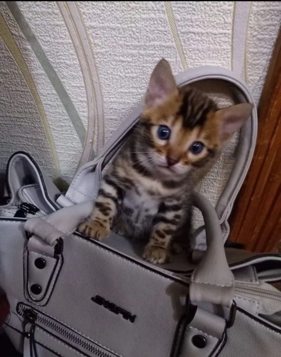 Бенгальский котенок мальчик