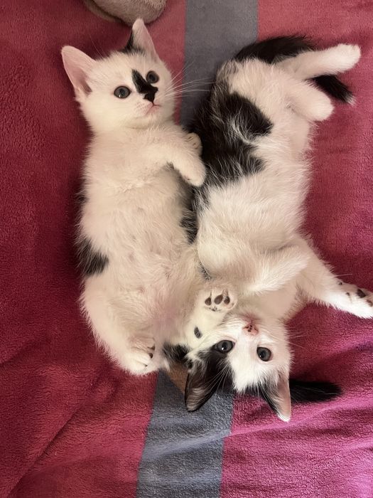 Котики красивые