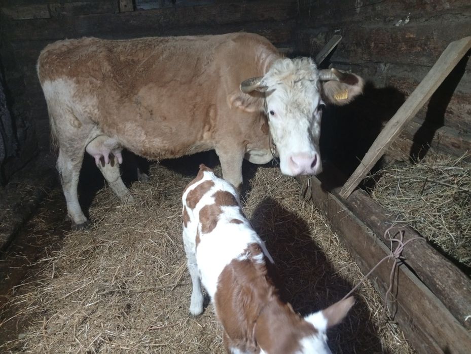 Buna ziua vind vaca cu viță de-o săptămână...nu muheeeeeeeeerrrrrrrrrt