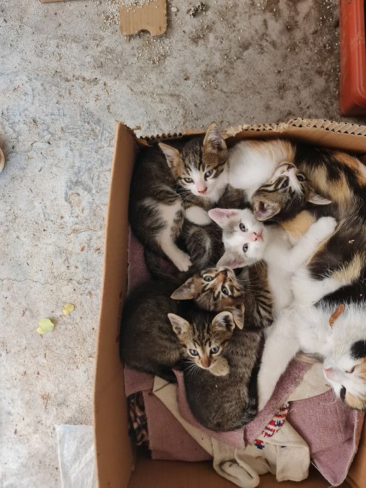 Подарявам котенца