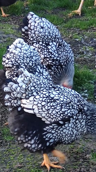 Vând wyandotte argintiu