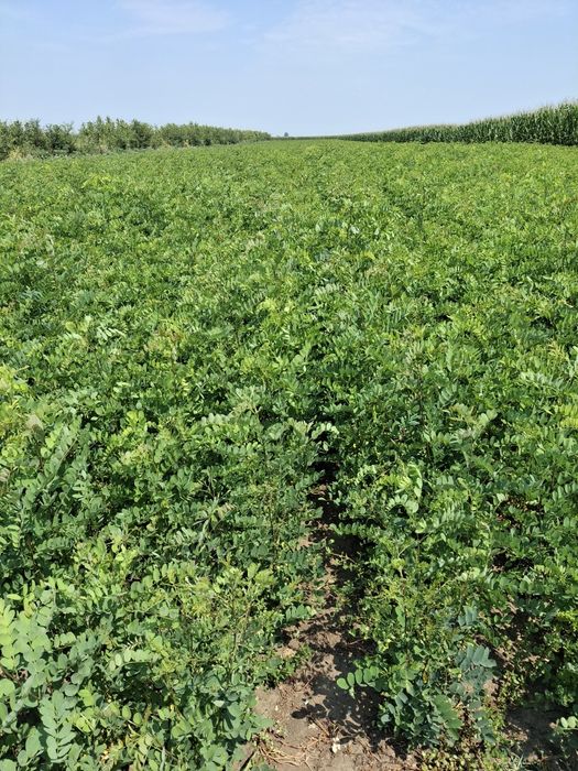 Puieți Salcâm,Ulm,Gladita