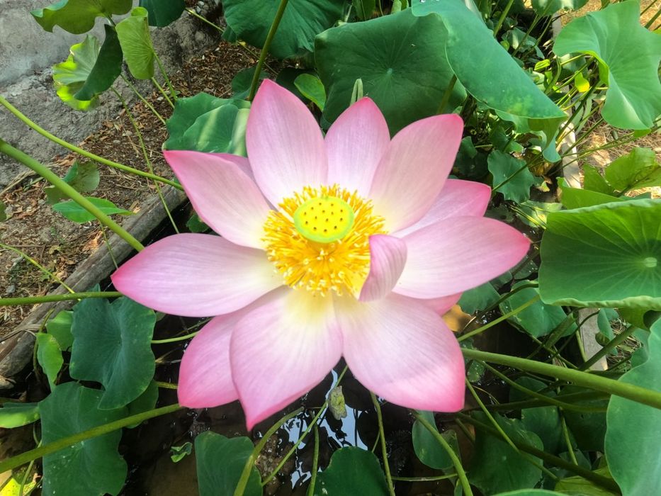 Продам Лотосы (водные цветы)