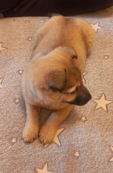 Отдаём в хорошие руки