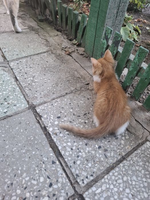 Подарявам   коте