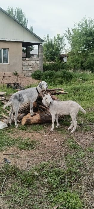 Ешкы сатылады продам
