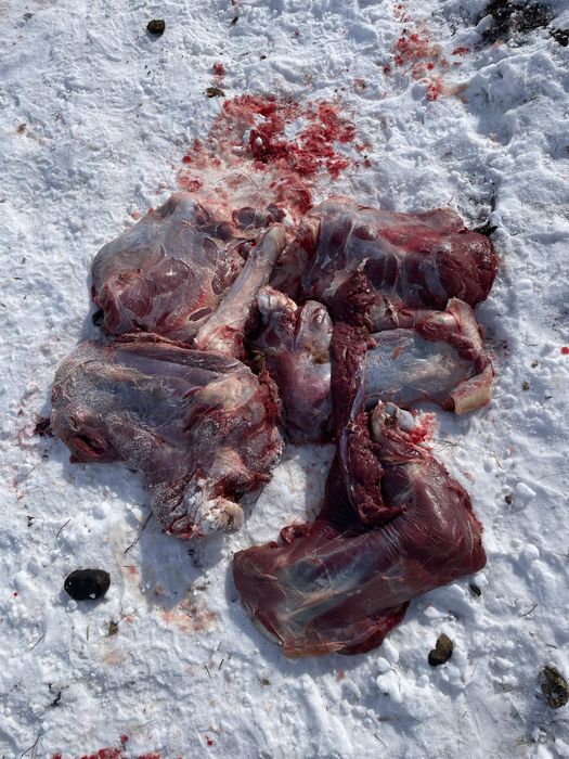 Мясо для собак.