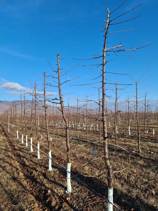 тежести за навеждане и формиране на клони на череши и сливи