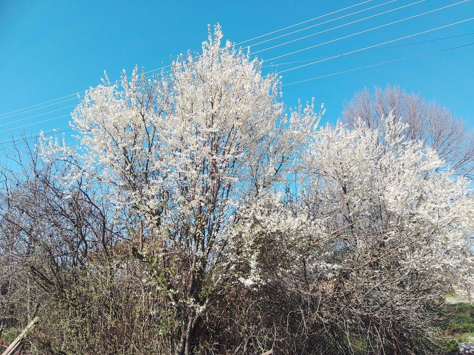 Продавам къща в гр. Каспичан