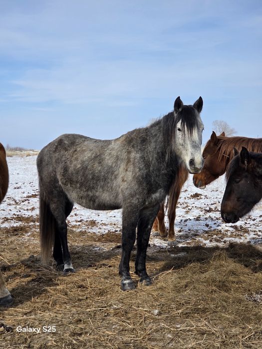 Жеребец ,Айгыр 6 лет
