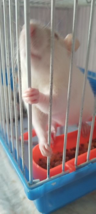 Отдам 2 крыс девочки