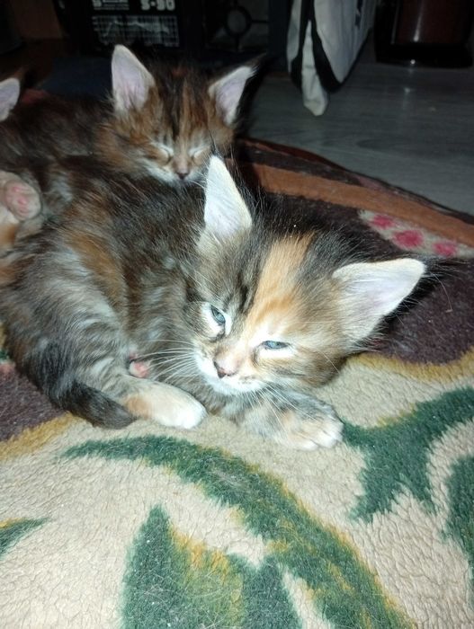 котята Мейн-кунов.