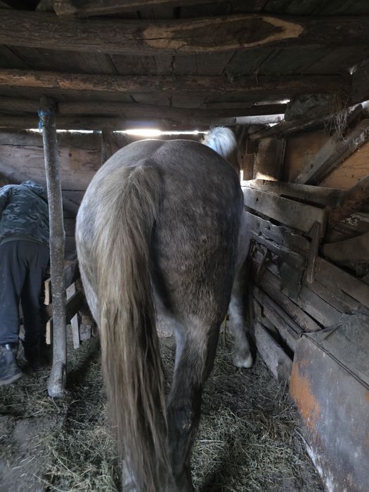 Vand cal castrat de 5 ani