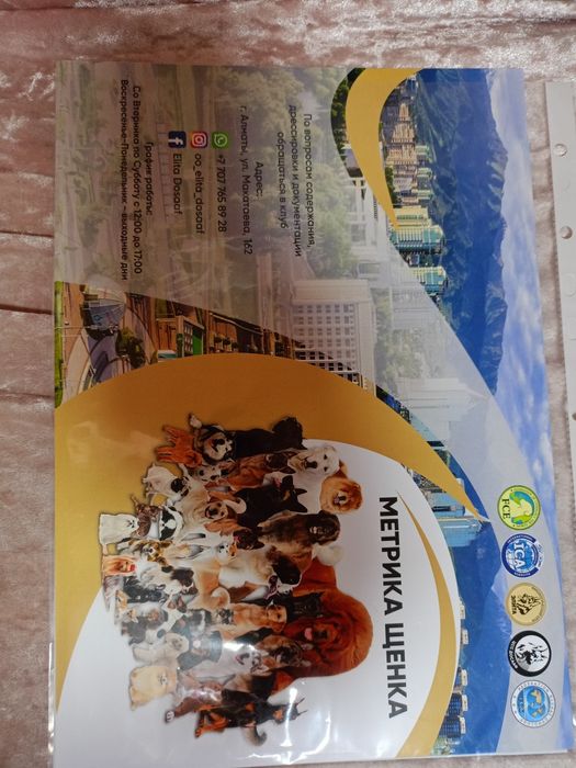 Щенки немецкой овчарки