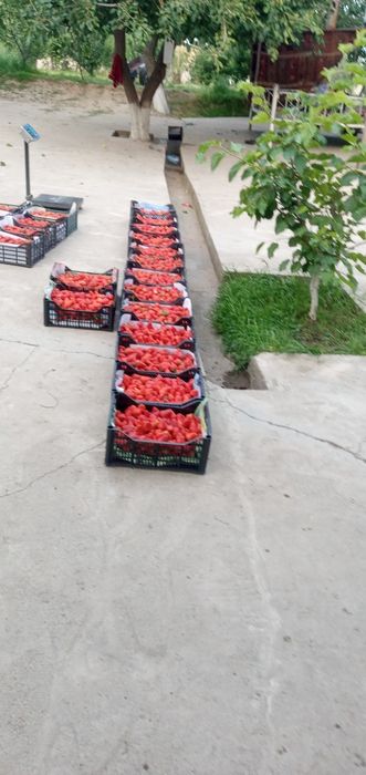 Qulupnay kõchat sotiladi