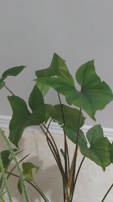 Цветы комнатные от 500тенге