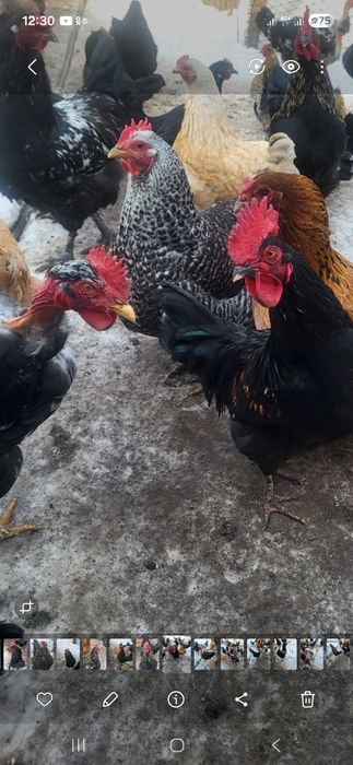 Продам молодых петушков