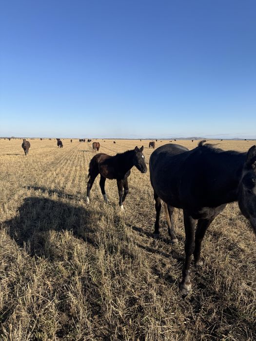 Продам кабылу жеребенкам