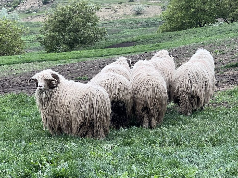 Vand oi turcane pe ales