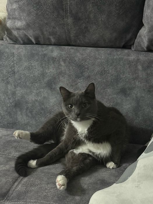 Отдам кота ласковый