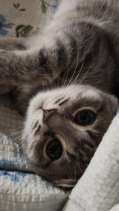 Котёнок 4 месяца