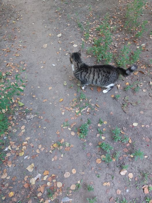 Кошечкам нужен надёжный дом