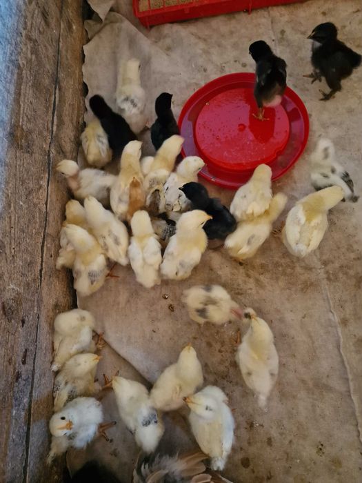 Pui de rasă comună