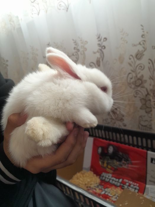 Продаётся декоративная кролик