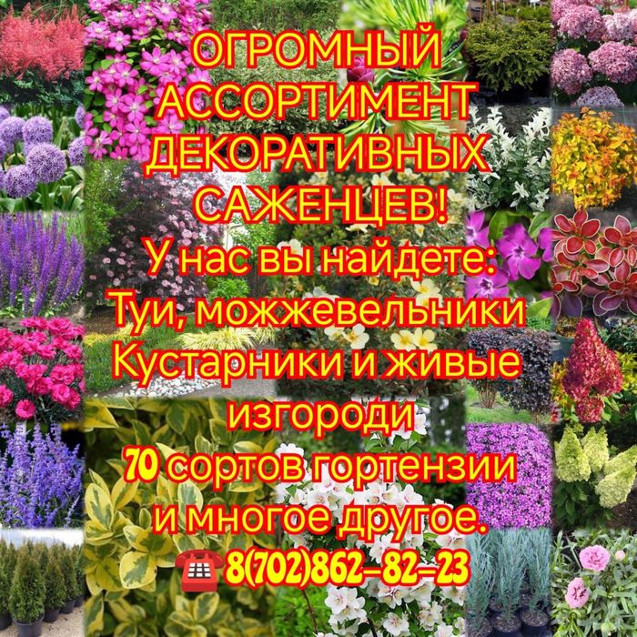 Продам саженцы туи