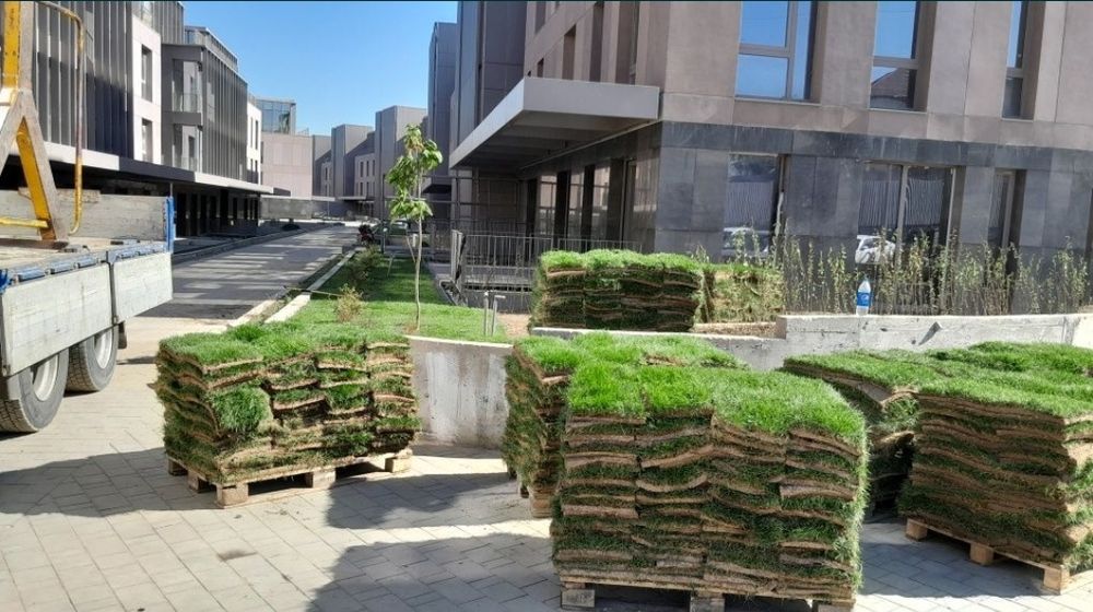 Газон готовый газон трава